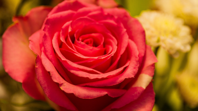 Red rose macro bokeh blurry free wallpaper - medium preview image