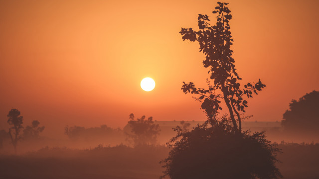 Tree sun fog autumn leaves free wallpaper - medium preview image