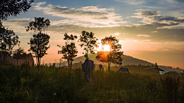 Man horse field sunset mountains free wallpaper - medium preview image