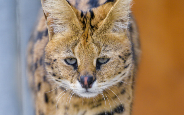 Cat sharp focus blurry background free wallpaper - medium preview image
