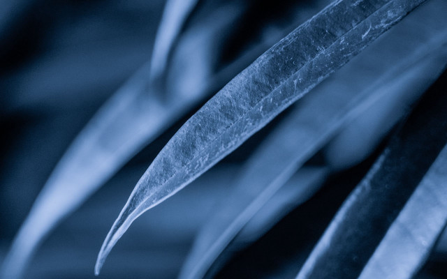 Plant blue background leaves macro free wallpaper - medium preview image