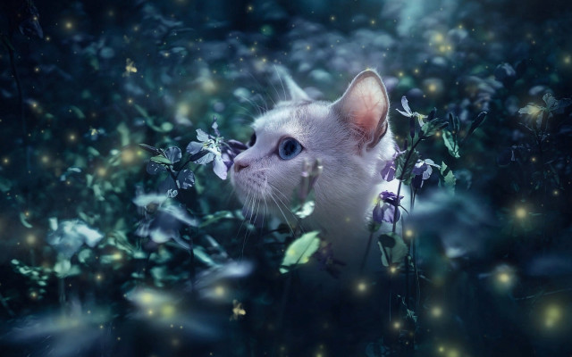 White cat flower field fairy free wallpaper - medium preview image