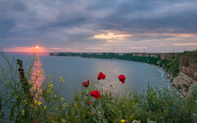 Sunset water redflowers cliff magicrealism free wallpaper - medium preview image