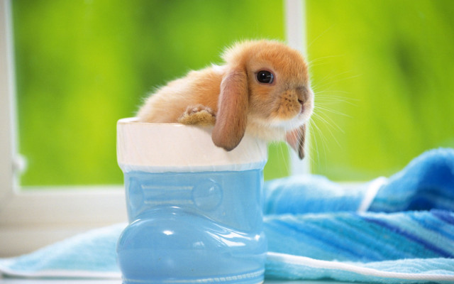 Small rabbit cup table window free wallpaper - medium preview image