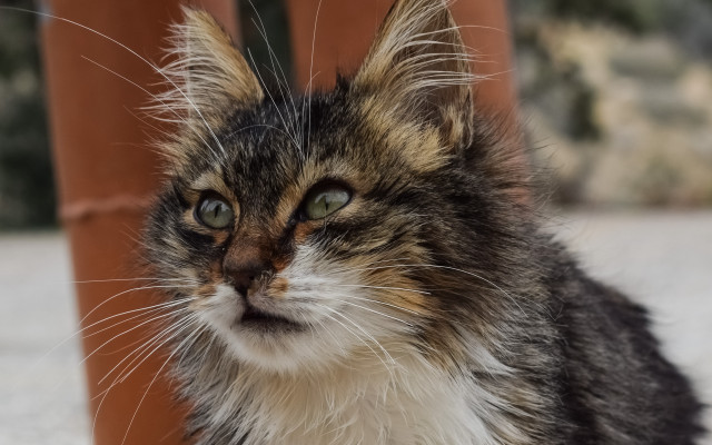 Sad cat looking at something #2 free wallpaper - medium preview image