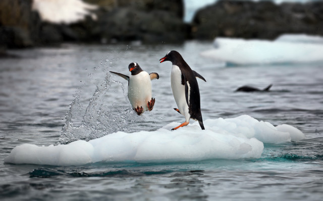 Penguins jumping ice ocean birds free wallpaper - medium preview image