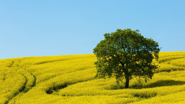 Lone tree yellow flowers blue #4 free wallpaper - medium preview image