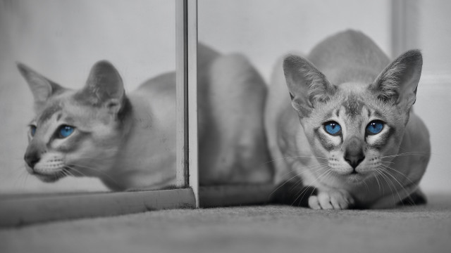 White cat blue eyes mirror #3 free wallpaper - medium preview image