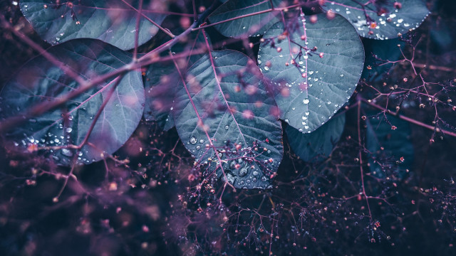 Leaf water droplets purple macro free wallpaper - medium preview image