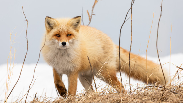 Fox snow grass camera animal free wallpaper - medium preview image