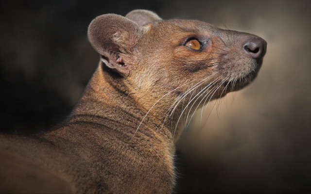 Brown animal closeup black background free wallpaper - medium preview image