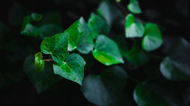 Green leafy plant blurry background #2 free wallpaper - medium preview image