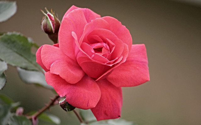 Pink rose green leaves brown free wallpaper - medium preview image