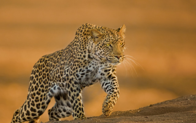 Leopard wildlife walking dirthill sunset free wallpaper - medium preview image
