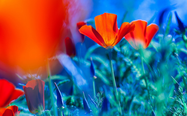 Red flowers field blurry saturated free wallpaper - medium preview image