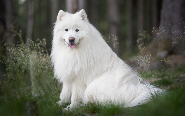 White dog grass trees bushes free wallpaper - medium preview image
