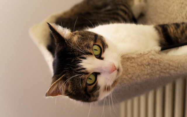 Black cat scratching post radiator free wallpaper - medium preview image