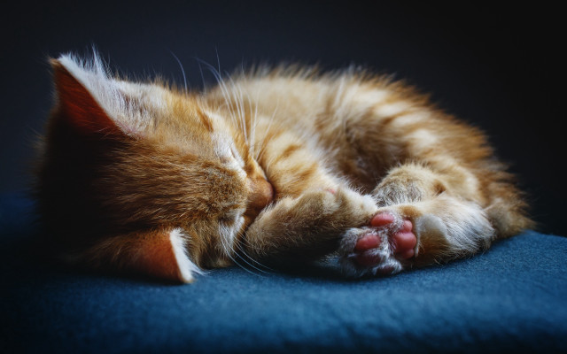 Sleeping cat blue surface microscopic free wallpaper - medium preview image