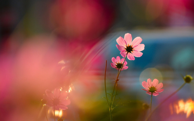 Pink flowers vase blurry background #3 free wallpaper - medium preview image
