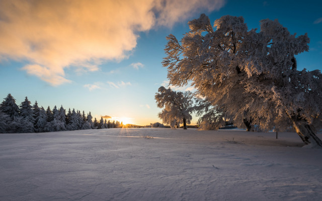 Snowy field trees sunset clouds #6 free wallpaper - medium preview image