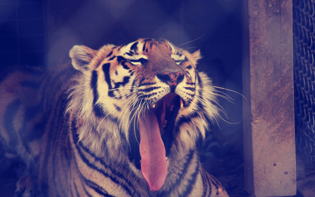 Tiger open mouth oversized realistic free wallpaper - medium preview image