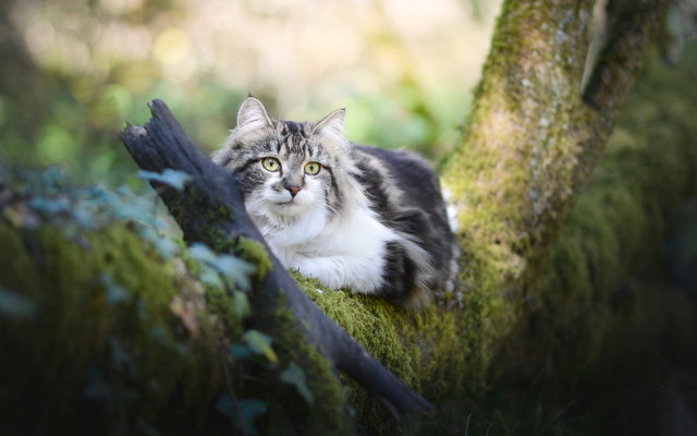 Curious cat mossy branch bokeh free wallpaper - medium preview image