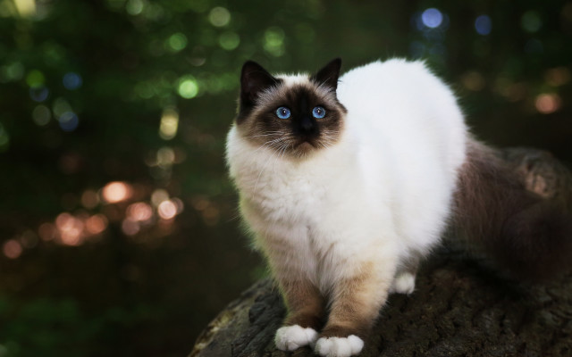 Cat blue eyes on branch free wallpaper - medium preview image