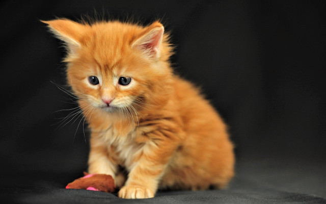 Orange kitten toy blurry background free wallpaper - medium preview image