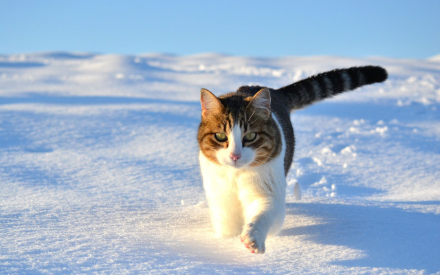 Cat snow day camera outdoors free wallpaper - medium preview image