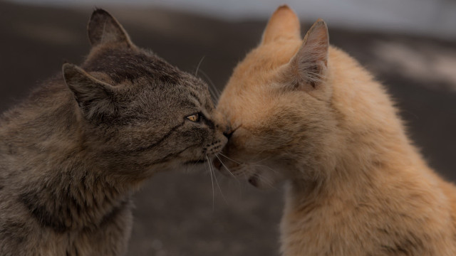 Cats grass dirt sky romanticism free wallpaper - medium preview image