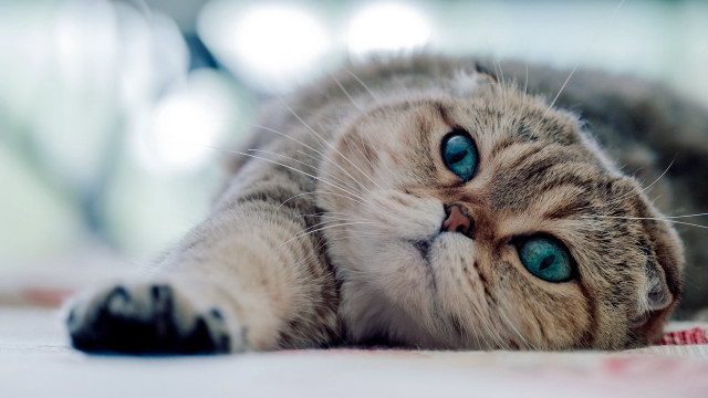 White cat blue eyes laying #3 free wallpaper - medium preview image