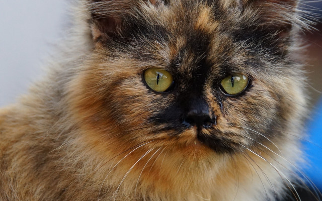 Cat green eyes impressionism macro free wallpaper - medium preview image