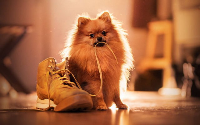 Shiba inu dog shoes leash free wallpaper - medium preview image