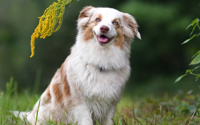 Dog yellow flower grass blurry free wallpaper - medium preview image