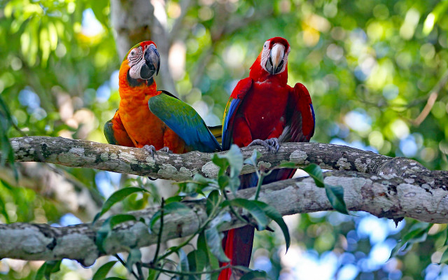 Parrots forest ecological art bokeh free wallpaper - medium preview image