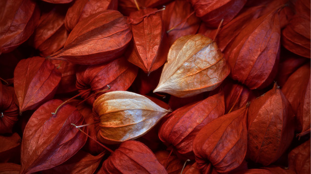Red leaves white leaf macro free wallpaper - medium preview image