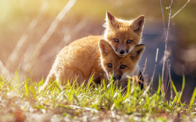 Foxes grass dandelion outdoors naturalism free wallpaper - medium preview image