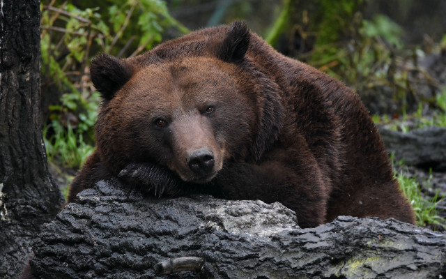 Brown bear on tree trunk free wallpaper - medium preview image