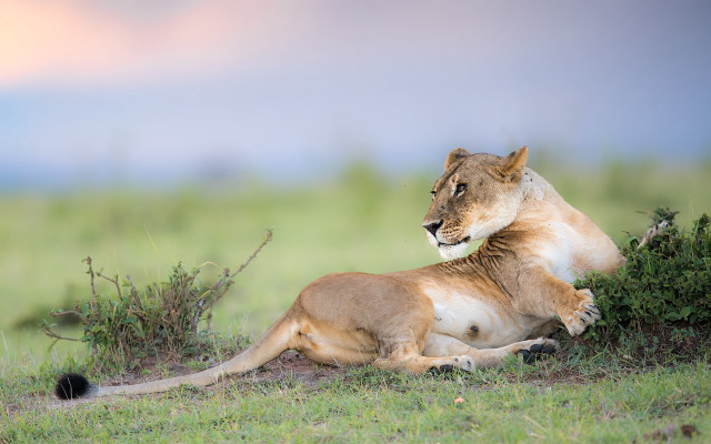 Lion bush grass wildlife blurry free wallpaper - medium preview image