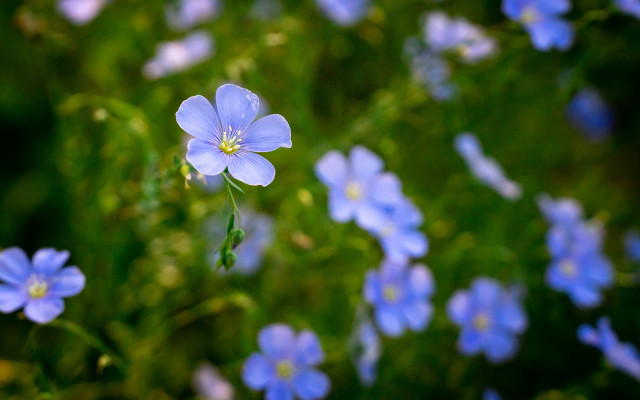 Blue flowers grass macro bokeh free wallpaper - medium preview image
