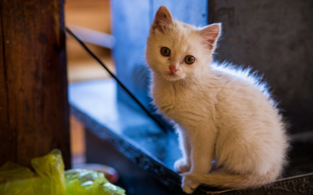 White kitten wooden bench lettuce free wallpaper - medium preview image