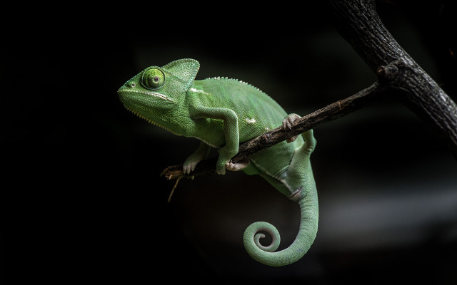 Green chameleon dark branch glowing free wallpaper - medium preview image