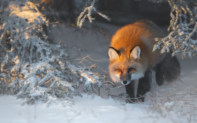 Red fox snowy forest fire free wallpaper - medium preview image