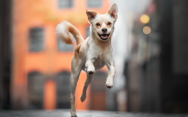 Small dog jumping arabesque blurry free wallpaper - medium preview image