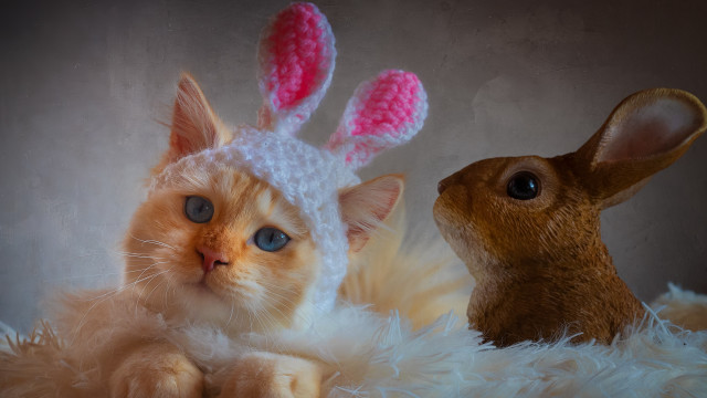 Cat rabbit knitted hats fluffy #2 free wallpaper - medium preview image