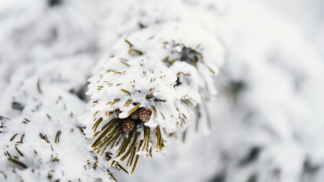 Pine tree snow covered pinecones free wallpaper - medium preview image