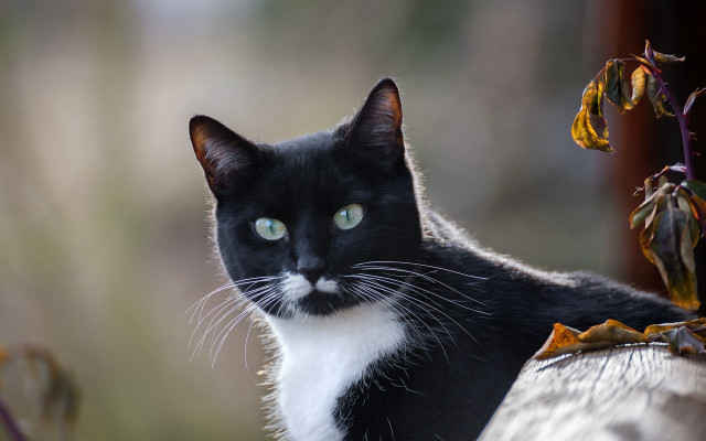 Black white cat green eyes free wallpaper - medium preview image