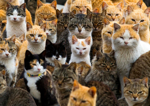 Large group of cats standing free wallpaper - medium preview image