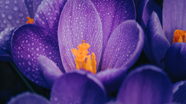 Purple flower water droplets yellow #6 free wallpaper - medium preview image