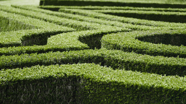 Green hedge maze bird arts #2 free wallpaper - medium preview image